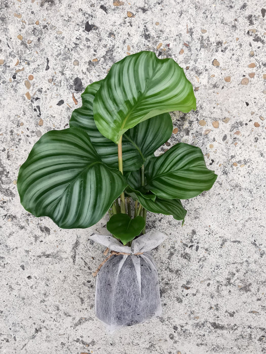 Calathea orbifolia