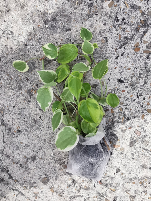 Peperomia scandens variegata
