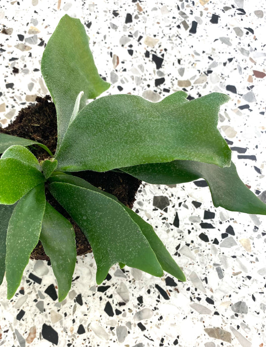 Platycerium bifurcatum