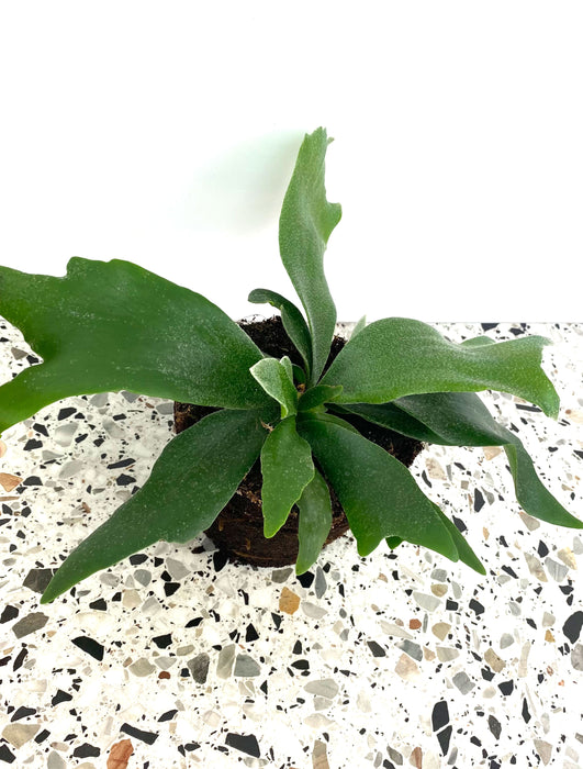 Platycerium bifurcatum