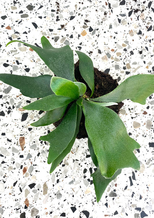Platycerium bifurcatum