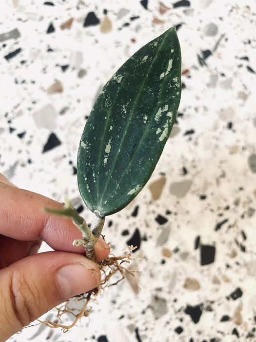Hoya rangsan
