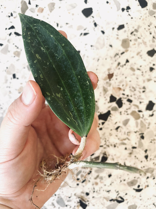 Hoya rangsan