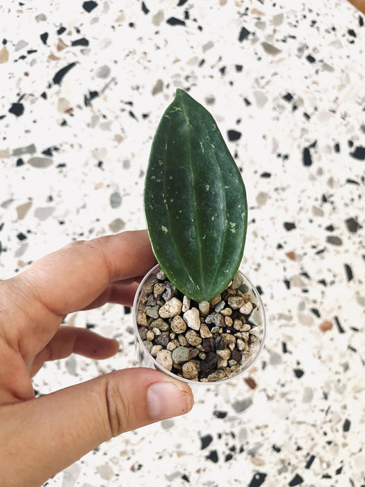 Hoya rangsan