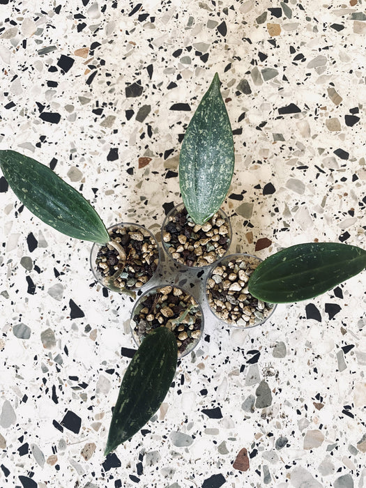 Hoya rangsan