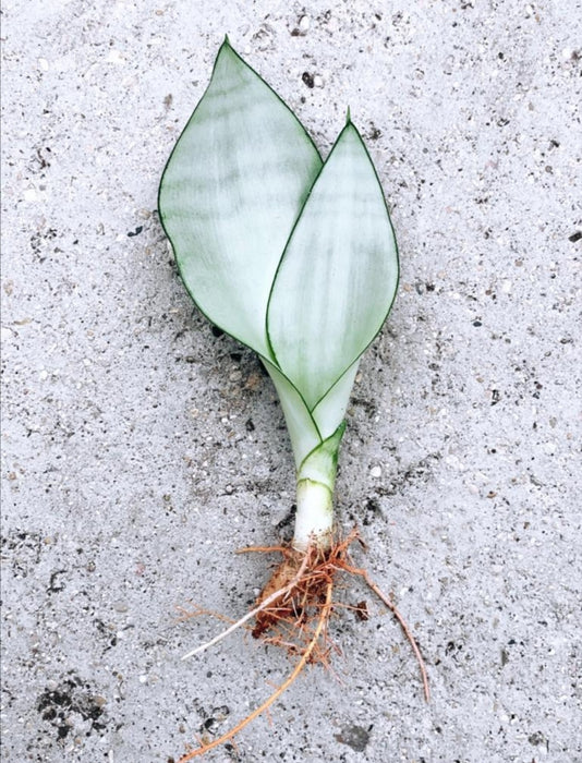 Sansevieria moonlight