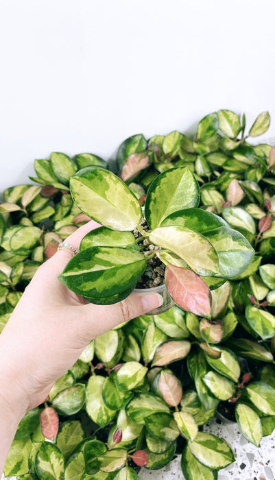 Hoya australis lisa
