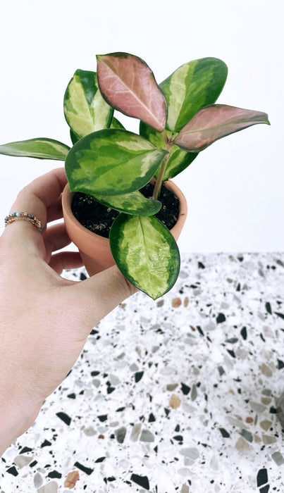 Hoya australis lisa
