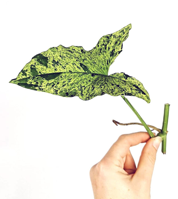 Syngonium mojito molted