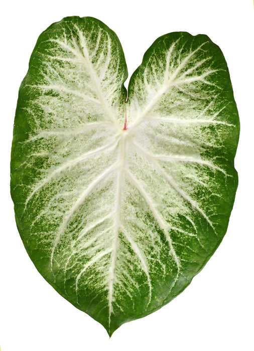 Caladium aaron - Tubercule