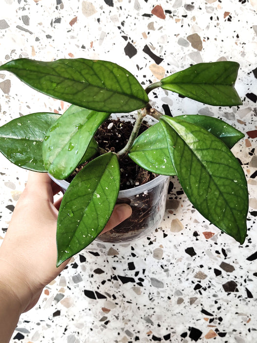 Hoya carnosa