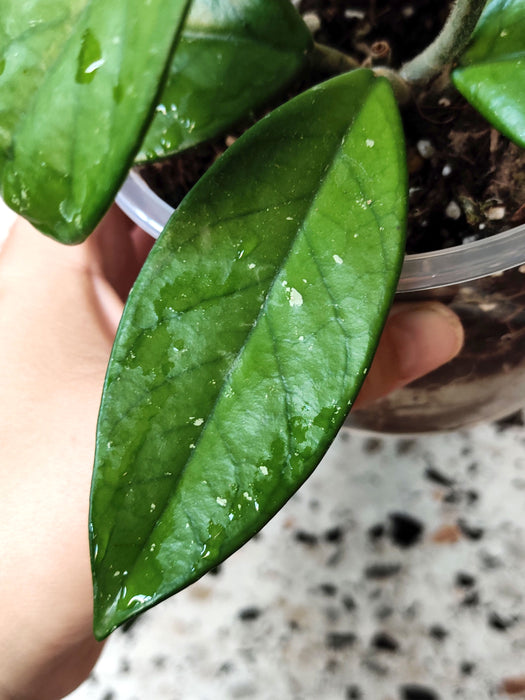 Hoya carnosa