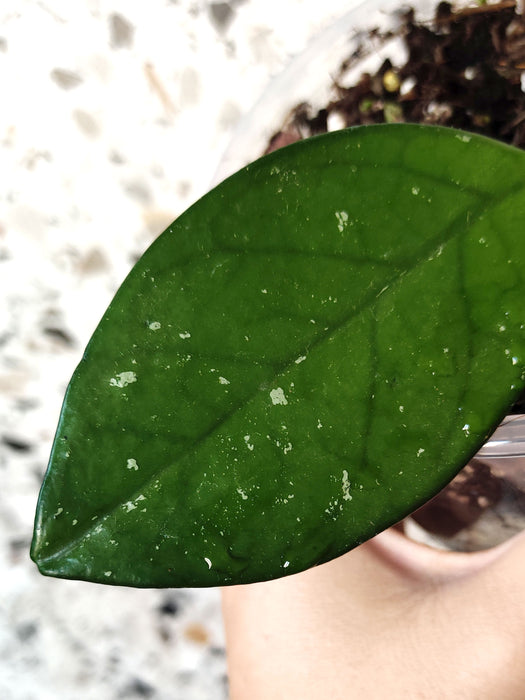 Hoya carnosa