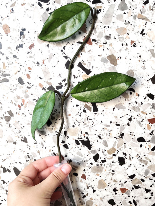 Hoya carnosa