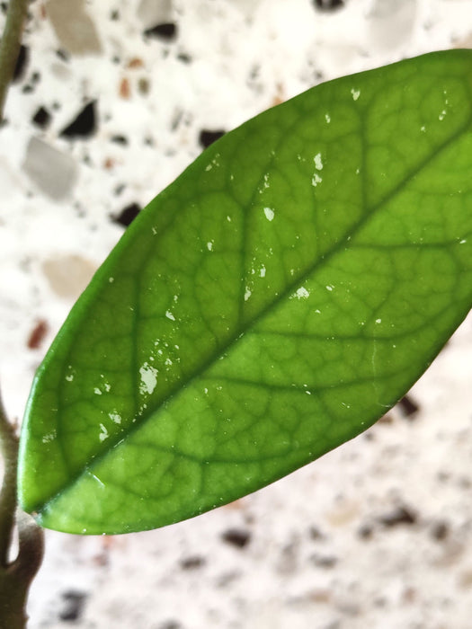 Hoya carnosa
