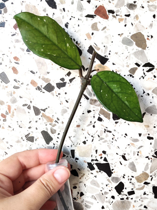 Hoya carnosa