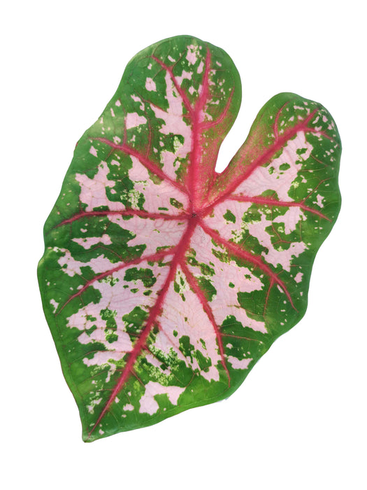 Caladium carolyn whorton - Tubercule
