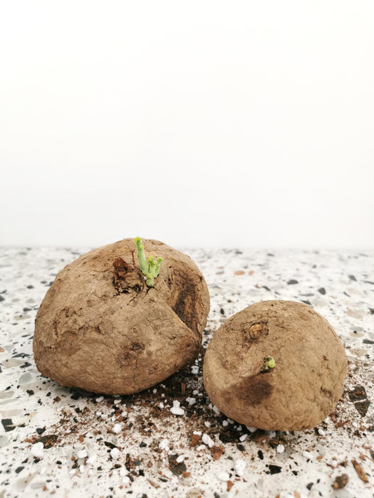 Bulbe de Stephania erecta caudex