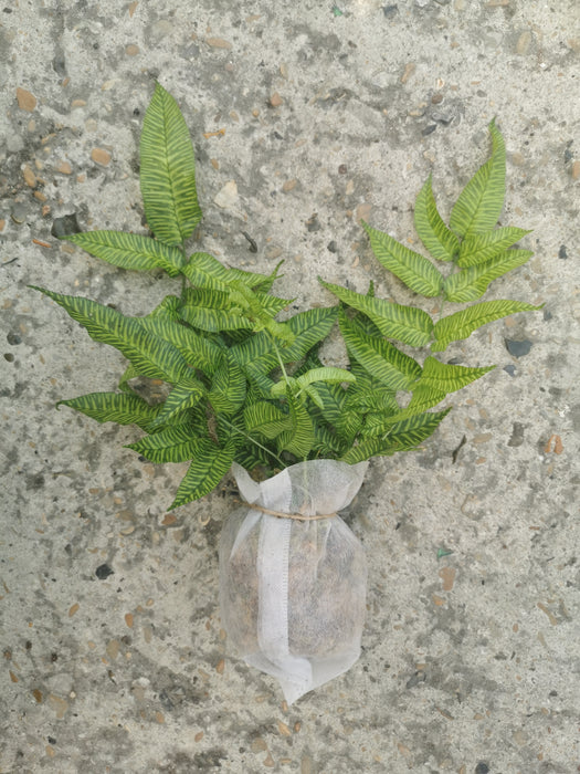 Coniogramme emeiensis