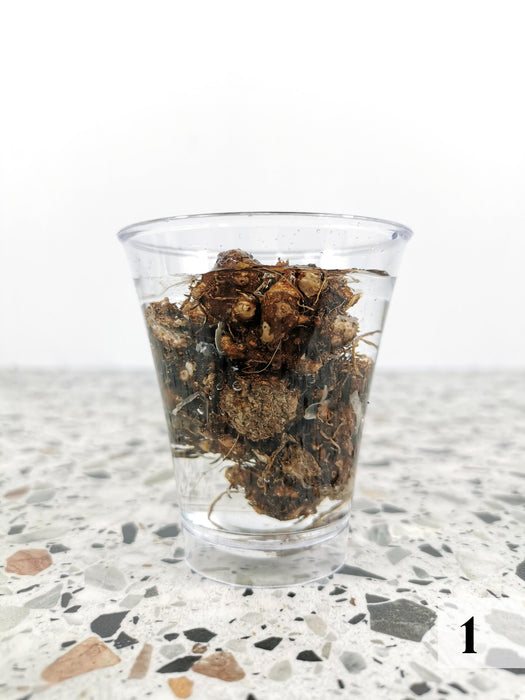 Caladium rosebud - Tubercule