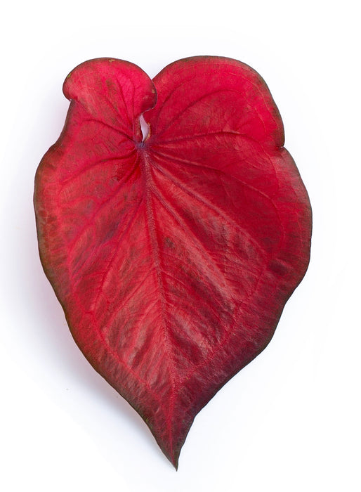 Caladium fannie munson - Tubercule