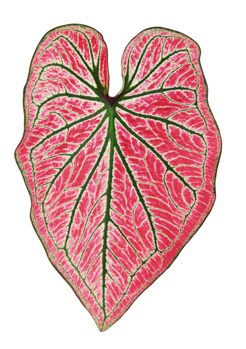 Caladium festivia - Tubercule small