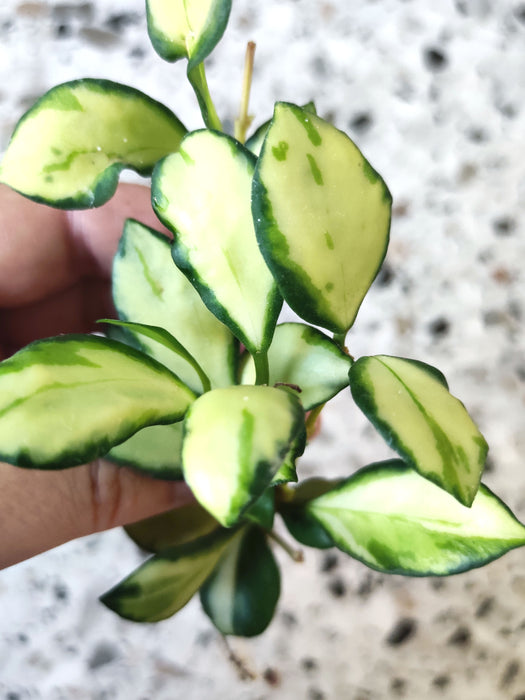 Hoya heuschkeliana variegata