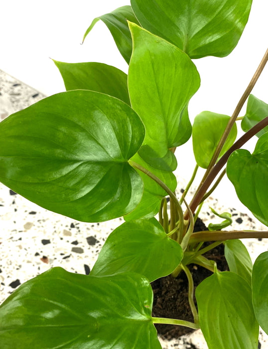Homalomena