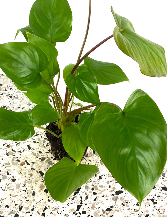 Homalomena