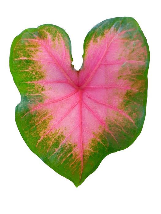 Caladium kathleen - Tubercule