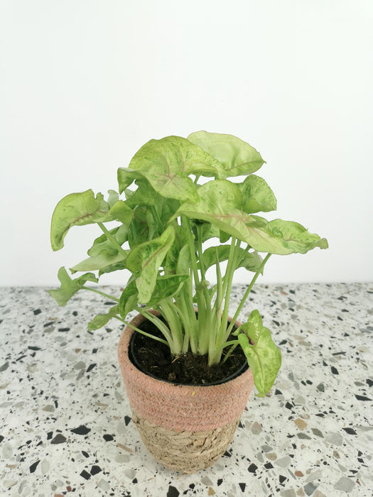Syngonium mango allusion