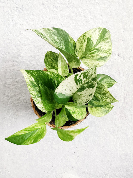 Scindapsus pothos marble queen