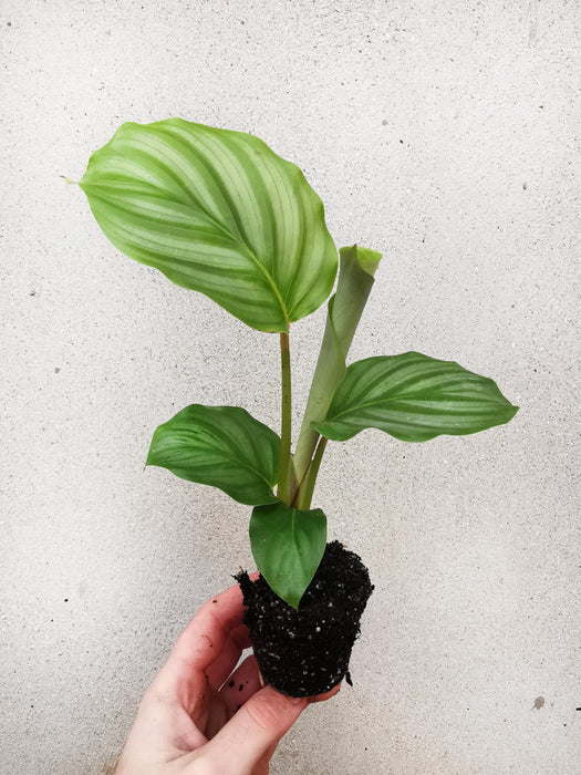 Calathea orbifolia