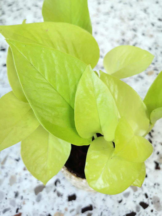 Scindapsus pothos neon