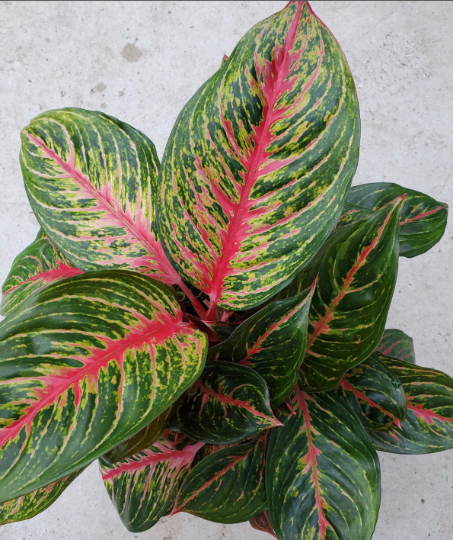 Aglaonema red emeral