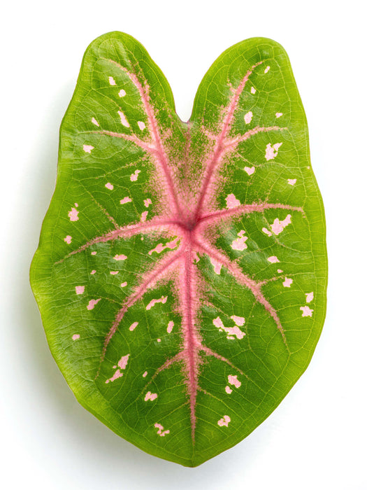 Caladium red flash - Tubercule