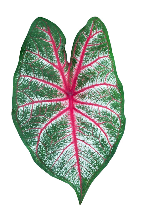 Caladium rosebud - Tubercule