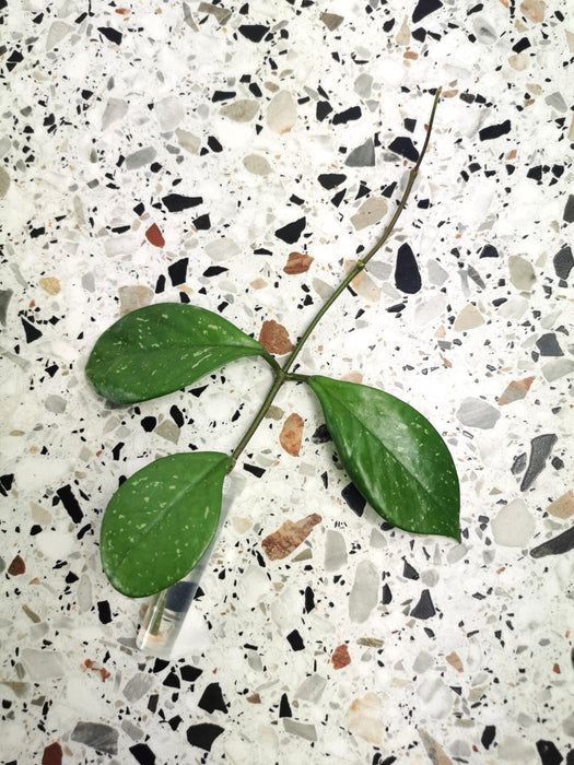Hoya silver flake
