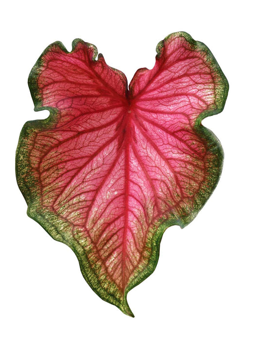 Caladium sizzle - Tubercule