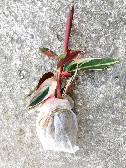 Calathea triostar