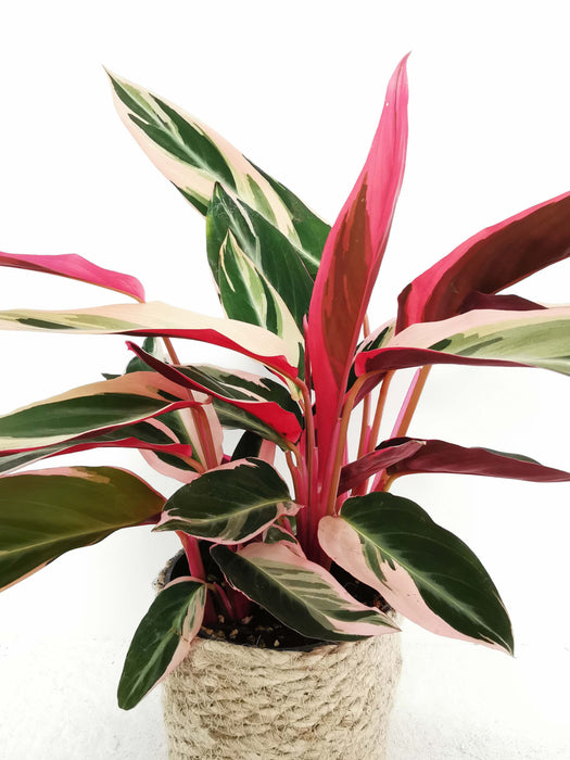 Calathea triostar