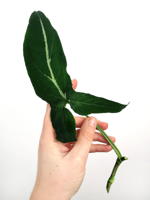 Syngonium wendlandii