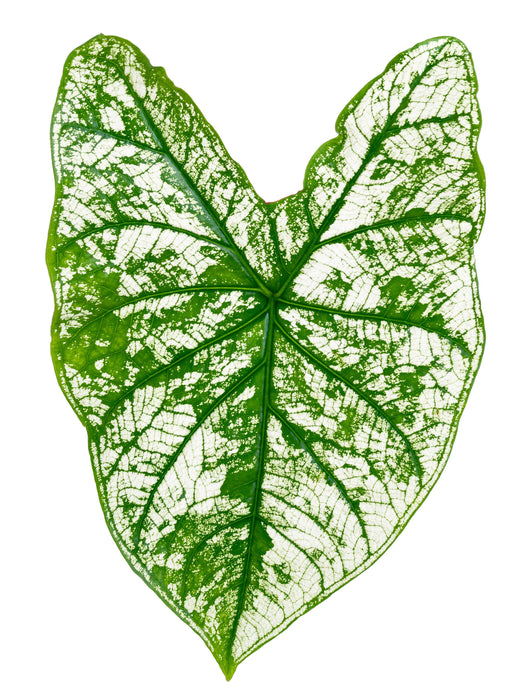 Caladium white christmas - Tubercule