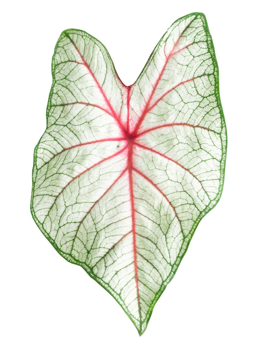 Caladium white queen - Tubercule